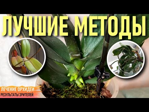 Видео: ❗️ЛУЧШИЕ МЕТОДЫ ЛЕЧЕНИЯ ОРХИДЕЙ С РЕЗУЛЬТАТОМ 👍! НАРАЩИВАЕМ КОРНИ И ВОССТАНАВЛИВАЕМ ЛИСТЬЯ-ТРЯПОЧКИ!