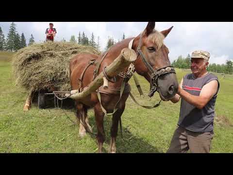 Видео: Перевозка сіна в Карпатах. По сіно на биндюгах. Як гуцули сіно звозили з високогір'я.