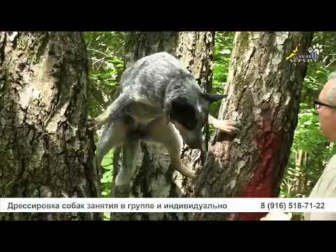 Видео: Как научить собаку работать с кормом и как уйти от корма в дрессировке собак