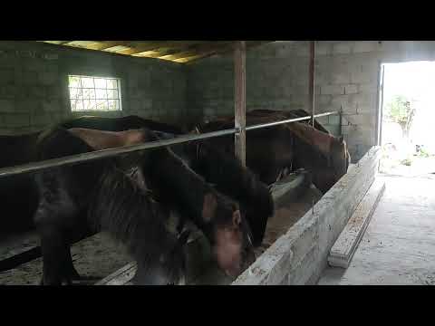 Видео: шығыстан келген тайлар