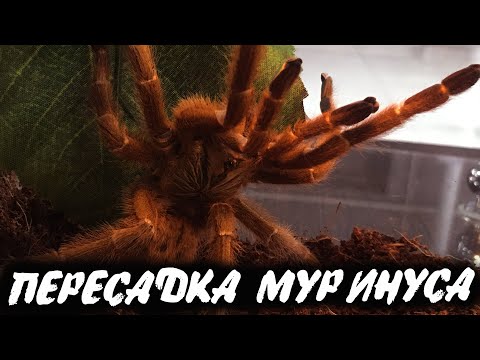 Видео: Побег МУРИНУСА.  Пересадка Pterinochilus murinus