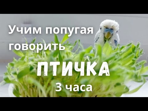 Видео: Учим попугая говорить "Птичка" 3 часа