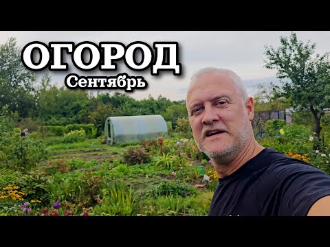 Видео: Огород в сентябре. Латвия | Приехали семьёй на мамин огород. Что растёт? 