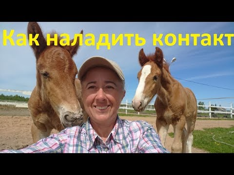 Видео: Как наладить контакт с жеребятами.