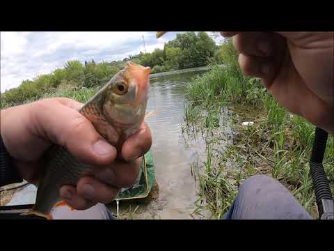 Видео: Река Мокша ,ловля плотвы на пикер...