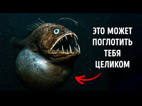 Видео: Морские существа, которые лучше было бы не открывать
