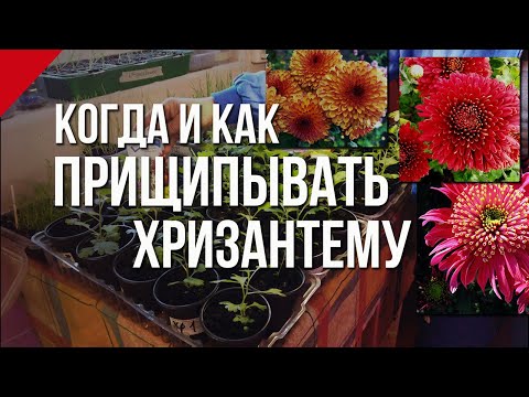 Видео: Когда и как прищипывать хризантему.