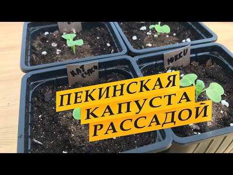 Видео: Пекинская капуста. Посев семян на рассаду.
