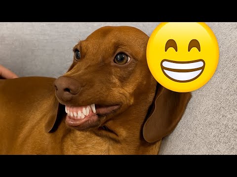 Видео: 🤣Постарайся не засмеяться – Самые смешные собаки и кошки 2025 года 😹 | Самые милые и забавные мом...