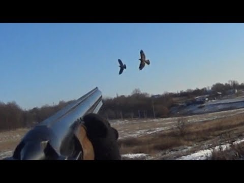 Видео: Кабаны окружили меня! Отбиваю ястреба от голубей