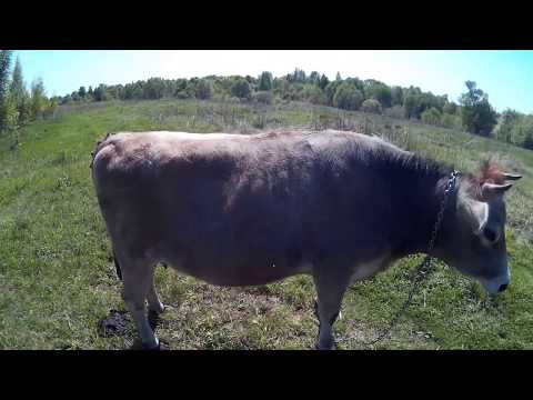 Видео: .Папилломы на вымени.Лечим чистотелом.