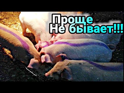 Видео: Ставим поросятам витамины правильно // Это важно !!!