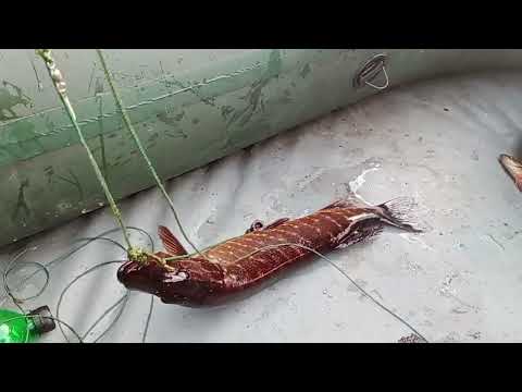 Видео: ЩУКА БЕРЕТ НА ВСЕ / РЫБАЛКА НА ДИКОМ ОЗЕРЕ