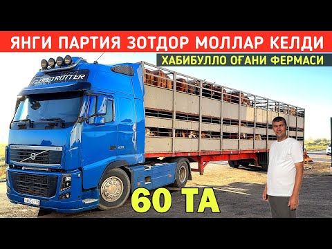 Видео: ЯНГИ ПАРТИЯ ЗОТДОР МОЛЛАР КЕЛДИ ХАБИБУЛЛО ОҒАНИ ФЕРМАСИ !!! ХОРАЗМ БОЗОР 