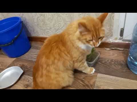 Видео: КОТ ХОЧЕТ ЕСТЬ, НО КРОМЕ ТРАВЫ НИЧЕГО НЕТ.