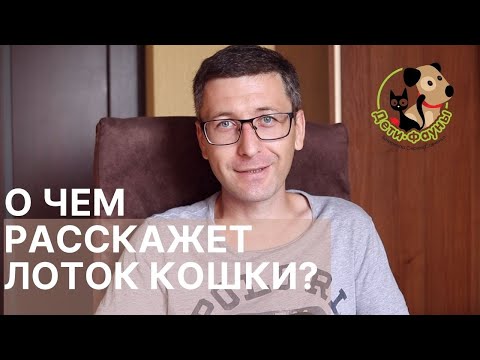 Видео: Кровь в кале у кошки | 7 причин