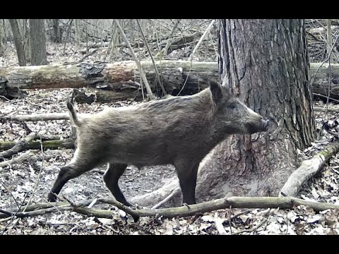 Видео: Фотоловушка в лесу у дерева-чесалки