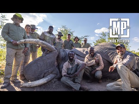 Видео: Ботсвана прекращает 7-летний запрет на охоту. Слон на расстоянии 30 ярдов | Mark V Peterson Hunting