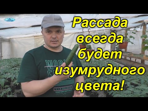 Видео: Рассада всегда будет изумрудно-зелёной! (проверено!)