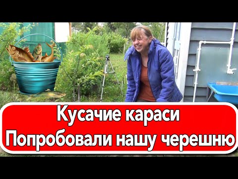 Видео: Кусачие караси Попробовали нашу черешню