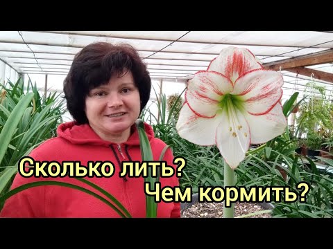 Видео: Полив и подкормки гиппеаструмов зимой.