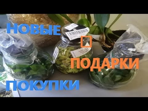 Видео: 🥳Фласки и новые орхидеи🌸.  Скучать будет некогда! 💯)