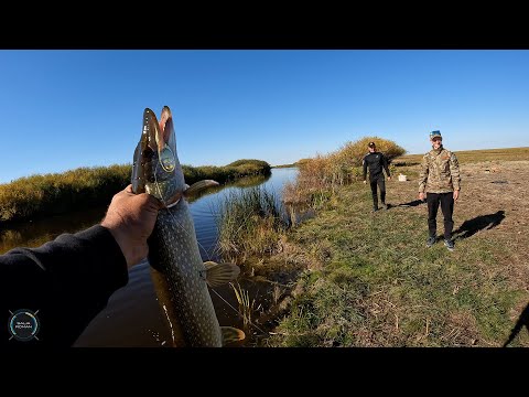 Видео: Рыбалка в ТОРГАЕ. Наловили горы ЩУКИ, ОКУНЯ и даже ЯЗЯ на спиннинг! Осень, Тургай 2024!