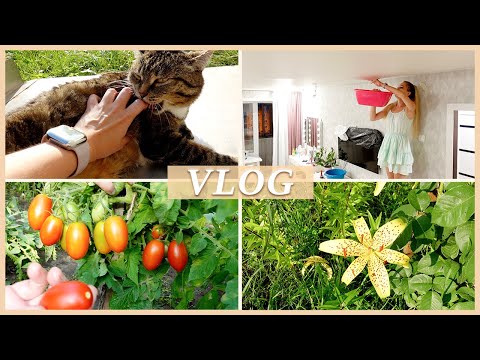 Видео: ПОМИДОРЫ | ЛИЛИИ | ПРОДОЛЖЕНИЕ ПОТОПА