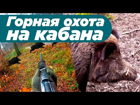 Видео: Горная охота на кабана