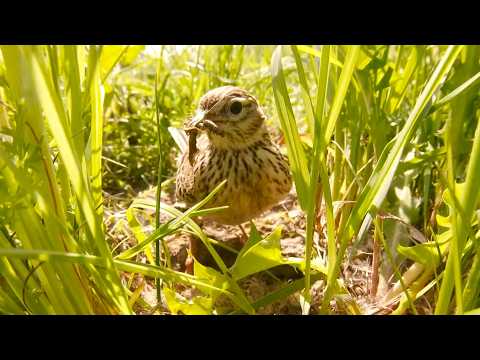 Видео: Луг — потерянный рай?