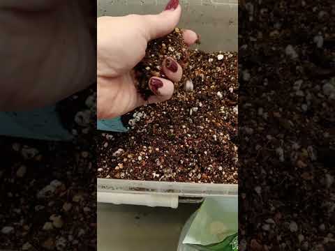 Видео: Грунт для укоренения крассул (денежное дерево) и суккулентов