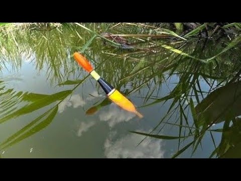 Видео: ЖОР КРУПНОГО КАРАСЯ ЛИНЯ!РЫБАЛКА НА ПОПЛАВОК ОСЕНЬЮ.Рыбалка на поплавок