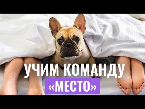Видео: Команда “МЕСТО”: Как ВЫУЧИТЬ С СОБАКОЙ команду за считанные дни?