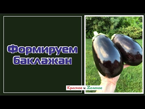 Видео: Как формировать баклажаны