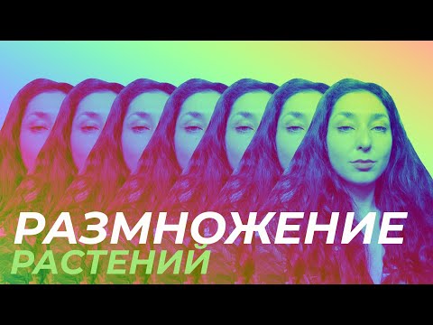 Видео: Размножение растений — Кусочек экспресс-курса