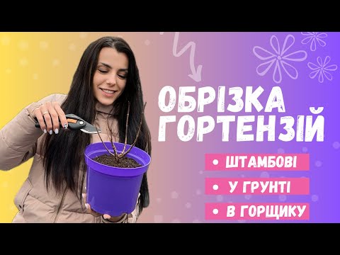 Видео: Обрізка волотистих гортензій. Формування кущів.