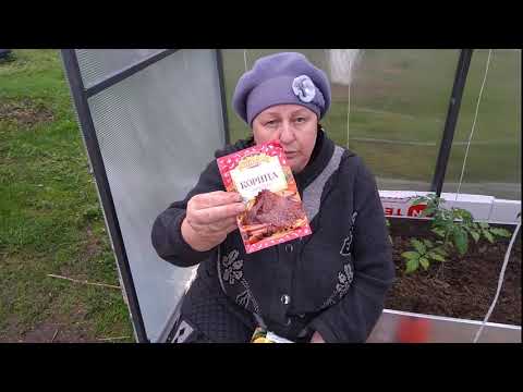Видео: Как избавиться от муравьёв. Гарантия 100 %