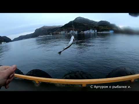 Видео: Рыбалка. Даже чайки смеются. Два дела сделали