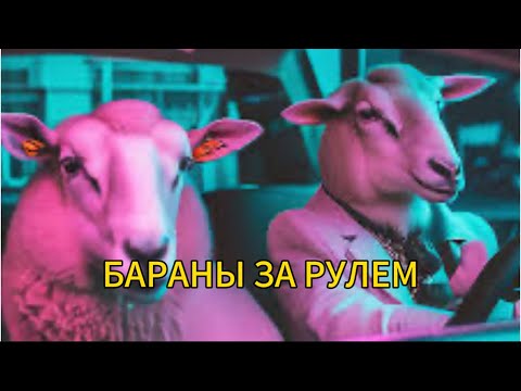 Видео: ТУПОРЫЛЫЕ !