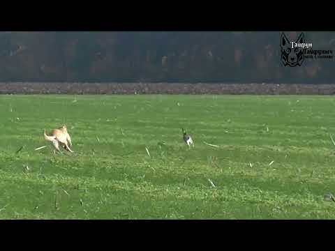 Видео: Охота на зайца с собаками сезон 2025-2026г ( 14 часть )