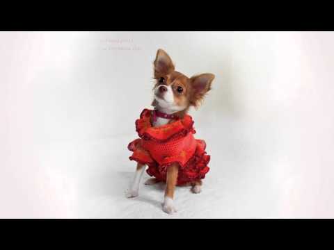 Видео: Как научить собаку позировать