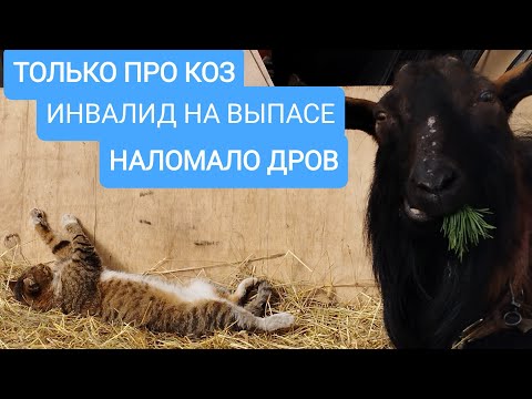 Видео: ТОЛЬКО ПРО КОЗ