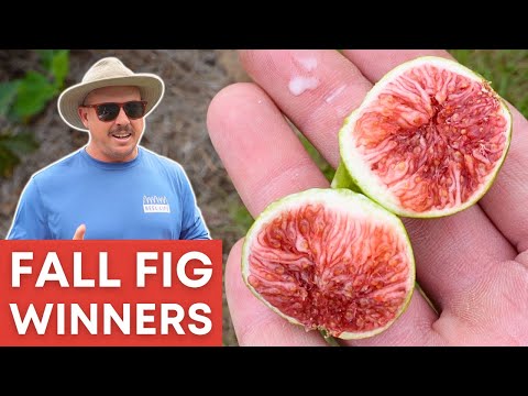 Видео: 16 сортов инжира ВСЕ ЕЩЕ плодоносят осенью! (Лучший инжир позднего сезона)