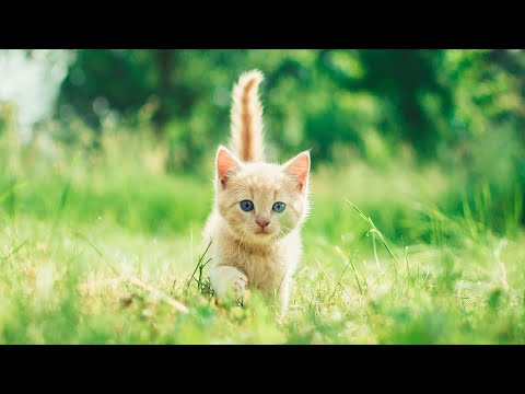 Видео: [10 часов фортепиано без рекламы] Усыпляющая музыка, которая обезболивает за 15 минут