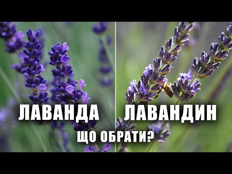 Видео: Лавандин чи лаванда? Чим відрізняється і що посадити