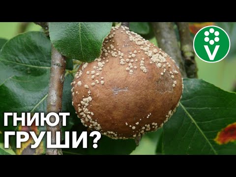 Видео: СОБИРАЙТЕ ТОЛЬКО СОЧНЫЕ ГРУШИ ВМЕСТО ГНИЛЫХ! + БОНУС: как бороться с осами?