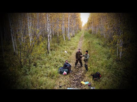 Видео: Сбор клюквы в Лайтамаке. Ч.3