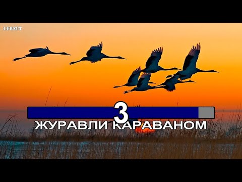 Видео: Formatia Curnut (Группа Курнуц) - Журавли караваном КАРАОКЕ ДВОРОВЫЕ #курнуц #курнуцкараоке