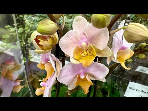 Видео: 💙💛ОРХОНАСОЛОДА🔥Неймовірна краса💚#phalaenopsis з назвами в Exotic Flora на Клеманській, 3 #kyiv