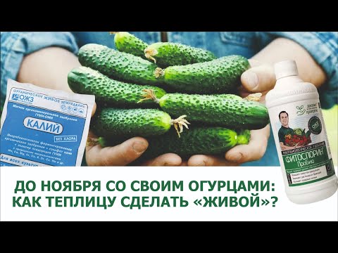 Видео: Огурцы, поразившие биолога! Как снимать урожай в середине октября? Смотрите видео